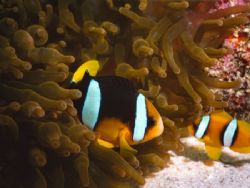 Clown fishes in their anemone.
Sea and sea MX10 with mac... by Franco Tosi 